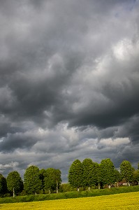 CHAMPS DE COLZA, PAYSAGE AGRICOLE PRES DE VERNEUIL-SUR-AVRE, EURE (27), FRANCE 