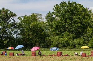 CULTURE ET RAMASSAGE DES RADIS, SULLY-SUR-LOIRE, LOIRET (45), FRANCE 