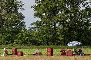 CULTURE ET RAMASSAGE DES RADIS, SULLY-SUR-LOIRE, LOIRET (45), FRANCE 