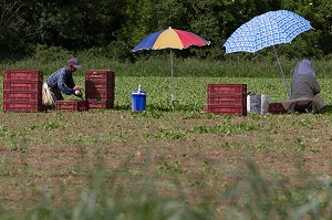 CULTURE ET RAMASSAGE DES RADIS, SULLY-SUR-LOIRE, LOIRET (45), FRANCE 
