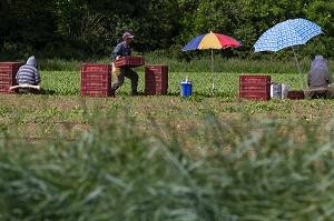 CULTURE ET RAMASSAGE DES RADIS, SULLY-SUR-LOIRE, LOIRET (45), FRANCE 