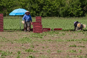 CULTURE ET RAMASSAGE DES RADIS, SULLY-SUR-LOIRE, LOIRET (45), FRANCE 