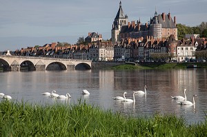 GROUPE DE CYGNES SUR LA LOIRE, PONT EN PIERRE, VILLE ET CHATEAU, GIEN, LOIRET (45), FRANCE 
