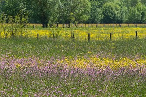 PAYSAGE DE BOCAGE FLEURI AU PRINTEMPS, INDRE-ET-LOIRE (37), FRANCE 