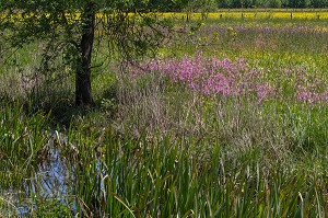 PAYSAGE DE BOCAGE FLEURI AU PRINTEMPS, INDRE-ET-LOIRE (37), FRANCE 
