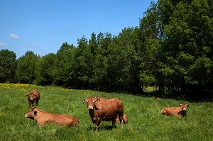 VACHES DE RACE LIMOUSINE, BOCAGE DE SAVIGNY-EN-VERON, INDRE-ET-LOIRE (37), FRANCE 
