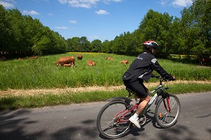 CYCLISTE DEVANT DES VACHES DE RACE LIMOUSINE, BOCAGE DE SAVIGNY-EN-VERON, ITINERAIRE DE LA LOIRE A VELO, INDRE-ET-LOIRE (37), FRANCE 