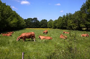 VACHES DE RACE LIMOUSINE, BOCAGE DE SAVIGNY-EN-VERON, INDRE-ET-LOIRE (37), FRANCE 