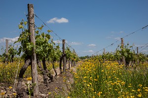 CEPAGE CABERNET, APPELLATION CHINON, VIGNES DE BEAUMONT-EN-VERON, INDRE-ET-LOIRE (37), FRANCE 