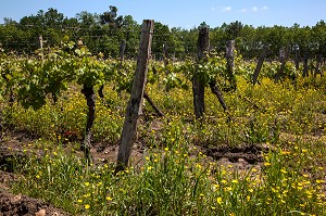 CEPAGE CABERNET, APPELLATION CHINON, VIGNES DE BEAUMONT-EN-VERON, INDRE-ET-LOIRE (37), FRANCE 