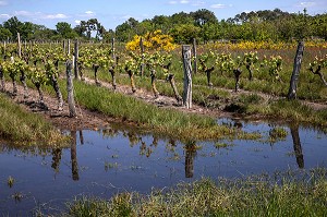 CEPAGE CABERNET, APPELLATION CHINON, VIGNES DE BEAUMONT-EN-VERON, INDRE-ET-LOIRE (37), FRANCE 