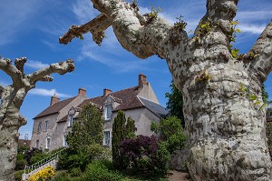 PLATANES CENTENAIRES DANS LE VILLAGE DE SAINT-BENOIT-SUR-LOIRE, LOIRET (45), FRANCE 