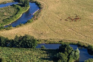 BOUCLE DE LA RIVIERE ET TROUPEAU DE VACHES AU BORD DE L'EAU, VALLEE DE L'EURE, ENTRE LOUVIERS ET PACY-SUR-EURE, EURE (27), NORMANDIE, FRANCE 