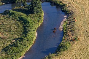 BOUCLE DE LA RIVIERE ET TROUPEAU DE VACHES AU BORD DE L'EAU, VALLEE DE L'EURE, ENTRE LOUVIERS ET PACY-SUR-EURE, EURE (27), NORMANDIE, FRANCE 