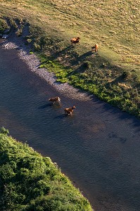 BOUCLE DE LA RIVIERE ET TROUPEAU DE VACHES AU BORD DE L'EAU, VALLEE DE L'EURE, ENTRE LOUVIERS ET PACY-SUR-EURE, EURE (27), NORMANDIE, FRANCE 