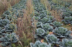 CHAMP DE CHOUX VERTS BIO, MARAICHAGE BIOLOGIQUE AUX PETITS LEGUMES DU PRODUCTEUR ALEXANDRE MORNAS, BERCHERES-LES-PIERRES, EURE-ET-LOIR (28), FRANCE 