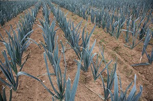 CHAMP DE POIREAUX BIOS, MARAICHAGE BIOLOGIQUE AUX PETITS LEGUMES DU PRODUCTEUR ALEXANDRE MORNAS, BERCHERES-LES-PIERRES, EURE-ET-LOIR (28), FRANCE 