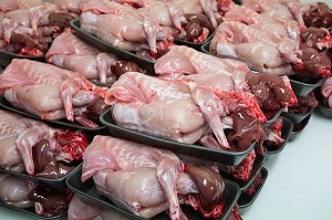 MISE EN BARQUETTES DES LAPINS DU BOIS ROUVRAY DECOUPES POUR LA VENTE, LABEL PRODUITS TERRES D'EURE-ET-LOIR, CHARTRES, EURE-ET-LOIR (28), FRANCE 