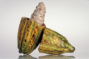 CABOSSE DE CACAO 