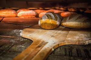 PAINS CUITS DANS UN FOUR A BOIS, BOULANGERIE DE PAIN BIO DE LA FERME DE SAINT-MAMERT, BUIS-SOUS-DANVILLE, EURE (27), FRANCE 