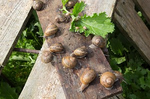 ESCARGOTS GROS-GRIS (HELIX ASPERSA MAXIMA), ELEVAGE DE L' ESCARGOTIERE, CHAUMONT, ORNE (61), FRANCE 