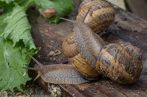 ESCARGOTS GROS-GRIS (HELIX ASPERSA MAXIMA), ELEVAGE DE L' ESCARGOTIERE, CHAUMONT, ORNE (61), FRANCE 