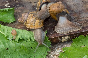 ESCARGOTS GROS-GRIS (HELIX ASPERSA MAXIMA), ELEVAGE DE L' ESCARGOTIERE, CHAUMONT, ORNE (61), FRANCE 