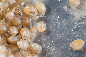 APRES ECLOSION DES OEUFS, REGROUPEMENT DES BEBES ESCARGOTS AVANT DISPERSION DANS LA NATURE, ESCARGOTS GROS-GRIS (HELIX ASPERSA MAXIMA), ELEVAGE DE L' ESCARGOTIERE, CHAUMONT, ORNE (61), FRANCE 