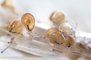 APRES ECLOSION DES OEUFS, REGROUPEMENT DES BEBES ESCARGOTS AVANT DISPERSION DANS LA NATURE, ESCARGOTS GROS-GRIS (HELIX ASPERSA MAXIMA), ELEVAGE DE L' ESCARGOTIERE, CHAUMONT, ORNE (61), FRANCE 