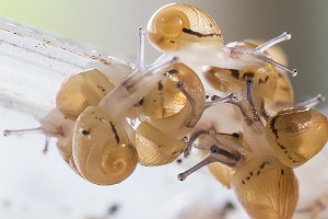 APRES ECLOSION DES OEUFS, REGROUPEMENT DES BEBES ESCARGOTS AVANT DISPERSION DANS LA NATURE, ESCARGOTS GROS-GRIS (HELIX ASPERSA MAXIMA), ELEVAGE DE L' ESCARGOTIERE, CHAUMONT, ORNE (61), FRANCE 