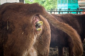 SORTIE DES PATTES AVANT DU VEAU, VELAGE DE LA VACHE ET NAISSANCE DU PETIT, ELEVAGE DE BOVINS A VIANDE DE RACE LIMOUSINE DE FABIEN DUMONT, SAINT-AUBIN-LE-VERTUEUX, EURE (27), FRANCE 