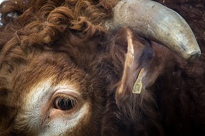TAUREAU REPRODUCTEUR, ELEVAGE DE BOVINS A VIANDE DE RACE LIMOUSINE DE FABIEN DUMONT, SAINT-AUBIN-LE-VERTUEUX, EURE (27), FRANCE 