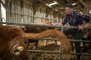 SORTIE DES PATTES AVANT DU VEAU, VELAGE DE LA VACHE ET NAISSANCE DU PETIT, ELEVAGE DE BOVINS A VIANDE DE RACE LIMOUSINE DE FABIEN DUMONT, SAINT-AUBIN-LE-VERTUEUX, EURE (27), FRANCE 
