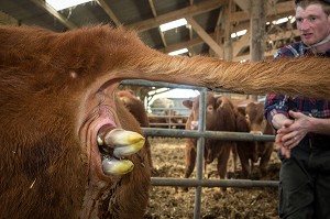 SORTIE DES PATTES AVANT DU VEAU, VELAGE DE LA VACHE ET NAISSANCE DU PETIT, ELEVAGE DE BOVINS A VIANDE DE RACE LIMOUSINE DE FABIEN DUMONT, SAINT-AUBIN-LE-VERTUEUX, EURE (27), FRANCE 