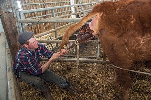 VELAGE DE LA VACHE ET NAISSANCE DU VEAU AVEC L'AIDE DE L' ELEVEUR, ELEVAGE DE BOVINS A VIANDE DE RACE LIMOUSINE DE FABIEN DUMONT, SAINT-AUBIN-LE-VERTUEUX, EURE (27), FRANCE 