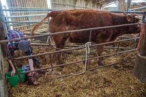 VELAGE DE LA VACHE ET NAISSANCE DU VEAU, ELEVAGE DE BOVINS A VIANDE DE RACE LIMOUSINE DE FABIEN DUMONT, SAINT-AUBIN-LE-VERTUEUX, EURE (27), FRANCE 