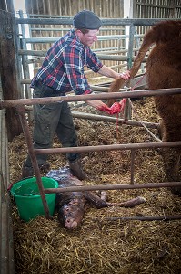 VELAGE DE LA VACHE ET NAISSANCE DU VEAU AVEC L'AIDE DE L' ELEVEUR, ELEVAGE DE BOVINS A VIANDE DE RACE LIMOUSINE DE FABIEN DUMONT, SAINT-AUBIN-LE-VERTUEUX, EURE (27), FRANCE 