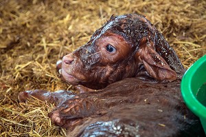 PETIT VEAU A LA NAISSANCE, ELEVAGE DE BOVINS A VIANDE DE RACE LIMOUSINE DE FABIEN DUMONT, SAINT-AUBIN-LE-VERTUEUX, EURE (27), FRANCE 
