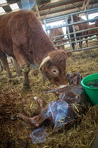 VACHE NETTOYANT SON VEAU A LA NAISSANCE, ELEVAGE DE BOVINS A VIANDE DE RACE LIMOUSINE DE FABIEN DUMONT, SAINT-AUBIN-LE-VERTUEUX, EURE (27), FRANCE 