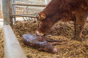 VACHE NETTOYANT SON VEAU A LA NAISSANCE, ELEVAGE DE BOVINS A VIANDE DE RACE LIMOUSINE DE FABIEN DUMONT, SAINT-AUBIN-LE-VERTUEUX, EURE (27), FRANCE 