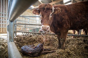 VACHE NETTOYANT SON VEAU A LA NAISSANCE, ELEVAGE DE BOVINS A VIANDE DE RACE LIMOUSINE DE FABIEN DUMONT, SAINT-AUBIN-LE-VERTUEUX, EURE (27), FRANCE 