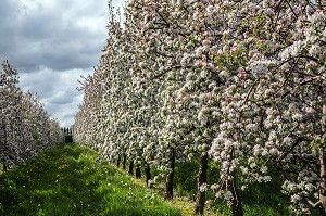 POMMIERS EN FLEURS DANS LE VERGER DU PRESSOIR D'OR, EXPLOITATION CIDRICOLE, BOISEMONT, EURE (27), FRANCE 