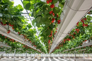 CULTURE HORS-SOL DE FRAISES, SOUS SERRES, PRODUCTION DE LA VARIETE MARA DES BOIS DE MAXIME SAMPERS, ROMILLY-LA-PUTHENAYE, EURE (27), FRANCE 