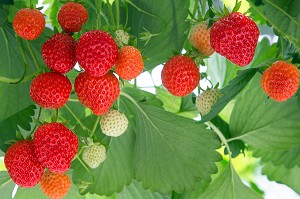 FRAISES DE LA VARIETE MARA DES BOIS, CULTURE HORS-SOL DE FRAISES, SOUS SERRE, PRODUCTION DE MAXIME SAMPERS, ROMILLY-LA-PUTHENAYE, EURE (27), FRANCE 
