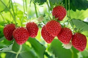 FRAISES DE LA VARIETE MARA DES BOIS, CULTURE HORS-SOL DE FRAISES, SOUS SERRE, PRODUCTION DE MAXIME SAMPERS, ROMILLY-LA-PUTHENAYE, EURE (27), FRANCE 