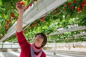 NATHALIE DE WEVER, COMMERCANTE ADHERENTE DU MOUVEMENT LOCAVORE, DEGUSTANT LES FRAISES DE LA VARIETE MARA DES BOIS, PRODUCTION DE MAXIME SAMPERS, ROMILLY-LA-PUTHENAYE, EURE (27), FRANCE 
