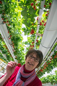 NATHALIE DE WEVER, COMMERCANTE ADHERENTE DU MOUVEMENT LOCAVORE, DEGUSTANT LES FRAISES DE LA VARIETE MARA DES BOIS, PRODUCTION DE MAXIME SAMPERS, ROMILLY-LA-PUTHENAYE, EURE (27), FRANCE 
