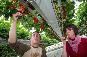 MAXIME SAMPERS, PRODUCTEUR DE FRAISES DE LA VARIETE MARA DES BOIS, EN COMPAGNIE DE NATHALIE DE WEVER, COMMERCANTE ADHERENTE DU MOUVEMENT LOCAVORE, ROMILLY-LA-PUTHENAYE, EURE (27), FRANCE 