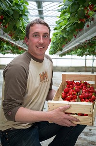 MAXIME SAMPERS, PRODUCTEUR DE FRAISES DE LA VARIETE MARA DES BOIS, DANS SA SERRE, ROMILLY-LA-PUTHENAYE, EURE (27), FRANCE 