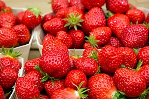 FRAISES DE LA VARIETE MARA DES BOIS, PRODUCTION DE MAXIME SAMPERS, ROMILLY-LA-PUTHENAYE, EURE (27), FRANCE 